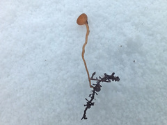 Ciboria amentacea