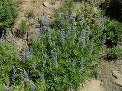 Lupinus argenteus argenteus