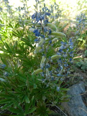 Lupinus argenteus argenteus