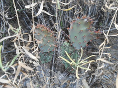 Opuntia dulcis