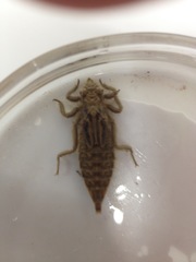 Dromogomphus