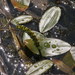 Floating-leaved Pondweed - Photo (c) Bas Kers (NL), some rights reserved (CC BY-NC-SA)