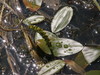 Floating-leaved Pondweed - Photo (c) Bas Kers (NL), some rights reserved (CC BY-NC-SA)