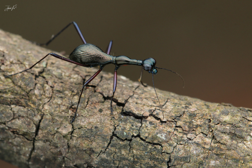 Derocrania