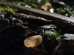 Ciboria amentacea