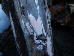 Corticium roseum