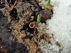 Ciboria coryli