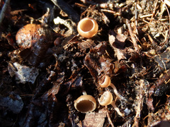 Ciboria coryli