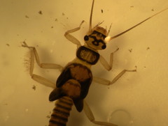 Isogenoides