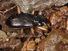 Nebria pallipes