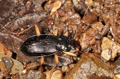 Nebria pallipes