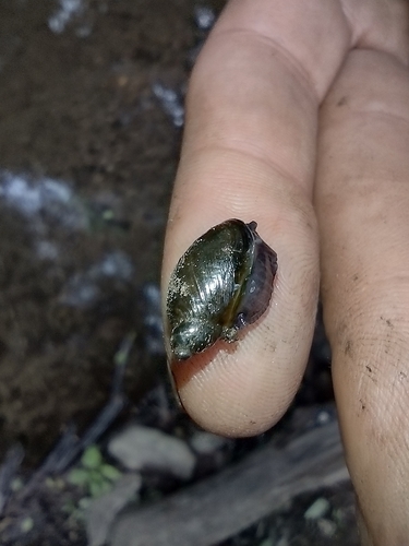 Lijepi jantarnjak (Oxyloma elegans)