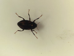 Optioservus