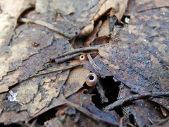 Ciboria betulicola
