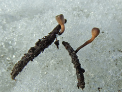 Ciboria betulicola