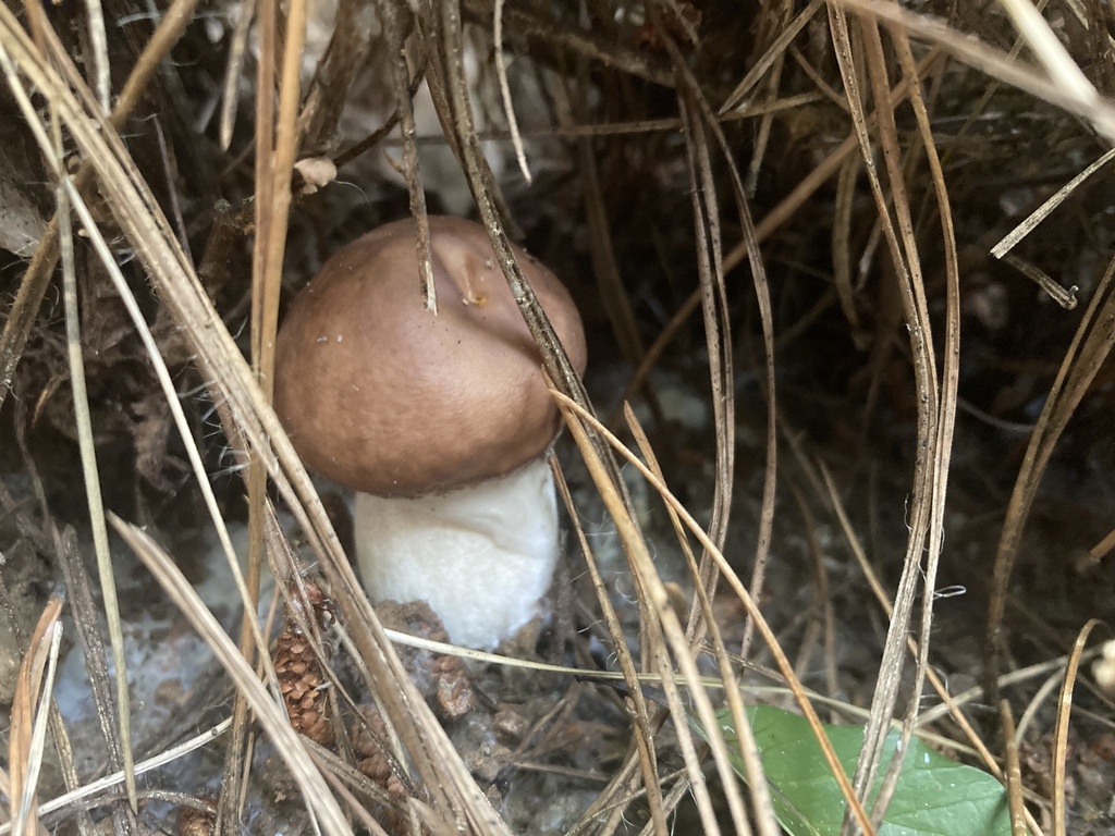 Suillus luteus · June 2023 · photo: © ninabambu (iNaturalist, cc-by)