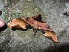 Amplypterus panopus
