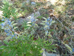 Lupinus argenteus argenteus