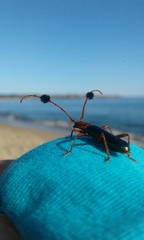 Compsocerus violaceus