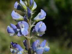 Lupinus argenteus argenteus