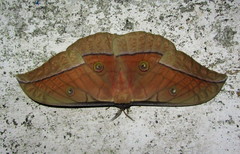 Antheraea pernyi
