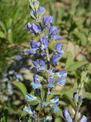 Lupinus argenteus argenteus