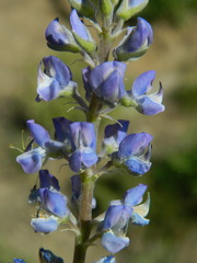 Lupinus argenteus argenteus