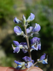 Lupinus argenteus argenteus