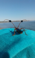 Compsocerus violaceus