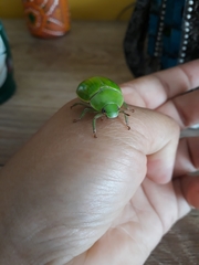 Pelidnota prasina