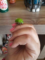 Pelidnota prasina