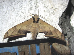 Ambulyx sericeipennis