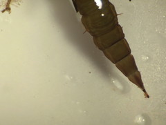Athericidae