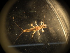 Isogenoides