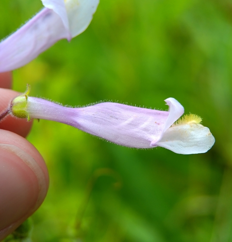Penstemon hirsutus
