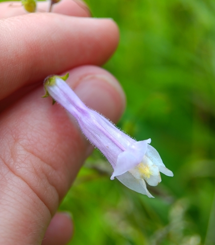 Penstemon hirsutus