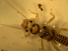 Perlodidae