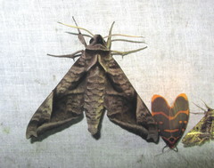 Acosmeryx naga