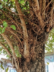 Terminalia buceras