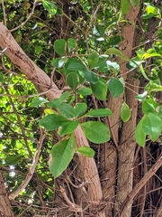 Terminalia buceras