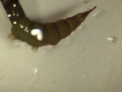 Athericidae