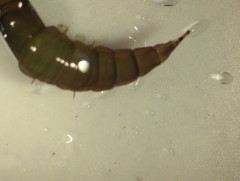 Athericidae