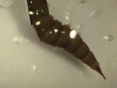 Athericidae