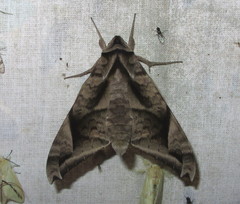 Acosmeryx naga