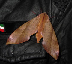 Clanis undulosa gigantea