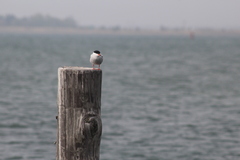 Sterna hirundo hirundo