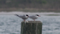 Sterna hirundo hirundo