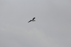 Leucophaeus atricilla megalopterus