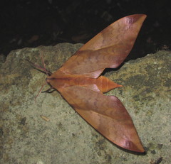 Clanis undulosa gigantea