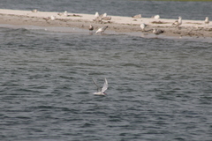 Sterna hirundo hirundo